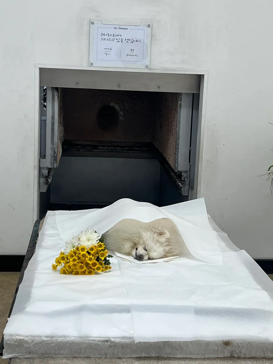 포메라니안 반려견 장례 절차 및 화장 비용 안내 — 사진 8