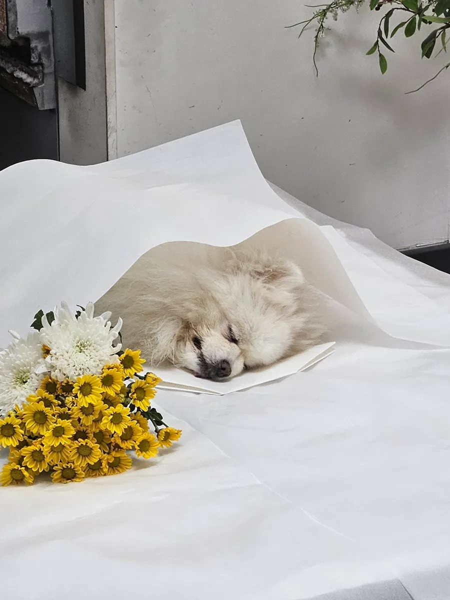 포메라니안 반려견 장례 절차 및 화장 비용 안내 — 사진 9