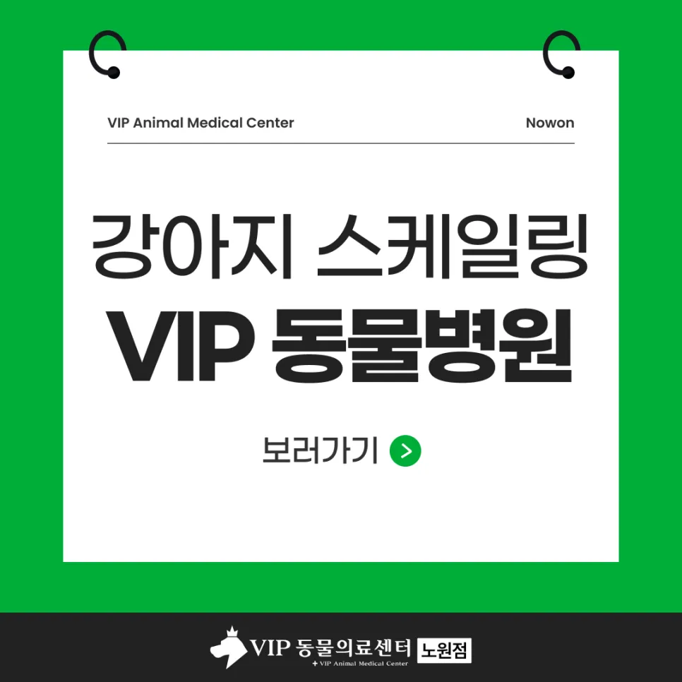 노원 강아지 스케일링: VIP동물의료센터 안전 마취 및 회복 후기