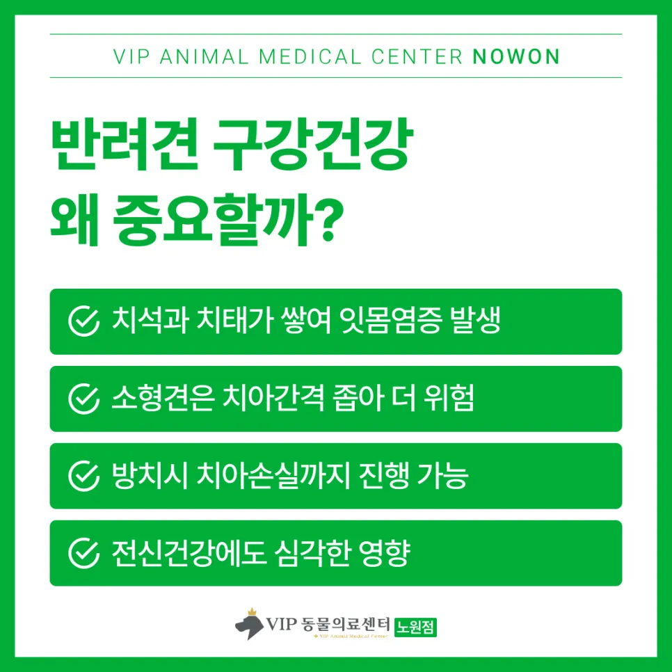 노원 강아지 스케일링: VIP동물의료센터 안전 마취 및 회복 후기 — 사진 3