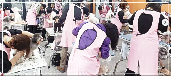 성남 애견미용학원, 실습 중심 교육으로 자격증 재도전 성공 후기 — 사진 2