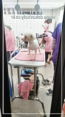 성남 애견미용학원, 실습 중심 교육으로 자격증 재도전 성공 후기 — 사진 3
