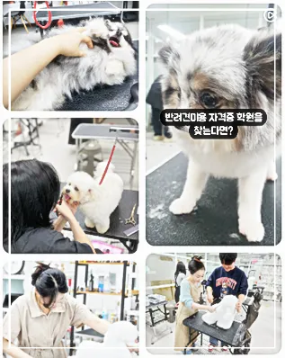 성남 애견미용학원, 실습 중심 교육으로 자격증 재도전 성공 후기 — 사진 4