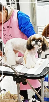 성남 애견미용학원, 실습 중심 교육으로 자격증 재도전 성공 후기 — 사진 5