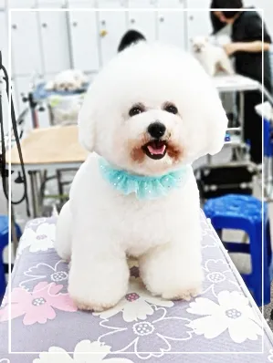 성남 애견미용학원, 실습 중심 교육으로 자격증 재도전 성공 후기 — 사진 6