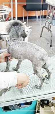 성남 애견미용학원, 실습 중심 교육으로 자격증 재도전 성공 후기 — 사진 9
