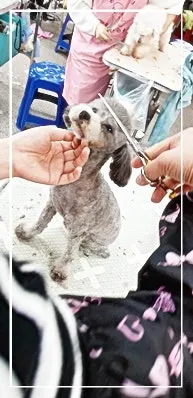 성남 애견미용학원, 실습 중심 교육으로 자격증 재도전 성공 후기 — 사진 10