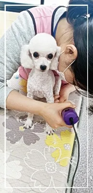 성남 애견미용학원, 실습 중심 교육으로 자격증 재도전 성공 후기 — 사진 11