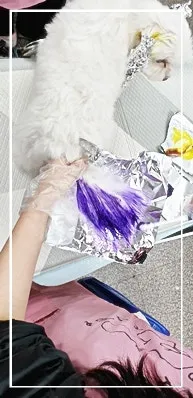 성남 애견미용학원, 실습 중심 교육으로 자격증 재도전 성공 후기 — 사진 12