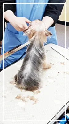 성남 애견미용학원, 실습 중심 교육으로 자격증 재도전 성공 후기 — 사진 15