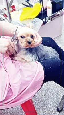 성남 애견미용학원, 실습 중심 교육으로 자격증 재도전 성공 후기 — 사진 16