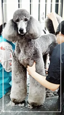 성남 애견미용학원, 실습 중심 교육으로 자격증 재도전 성공 후기 — 사진 17