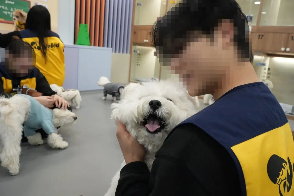 옐레드 애견유치원 창업, 비용 부담 줄이는 현실적 방법 — 사진 7