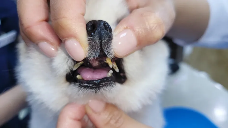 포메라니안 스케일링 비용과 노견 마취 발치 후기
