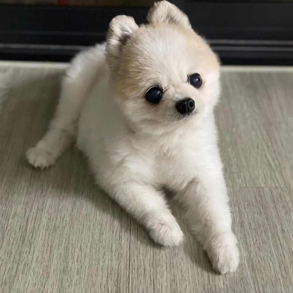 포메라니안 스케일링 비용과 노견 마취 발치 후기 — 사진 2