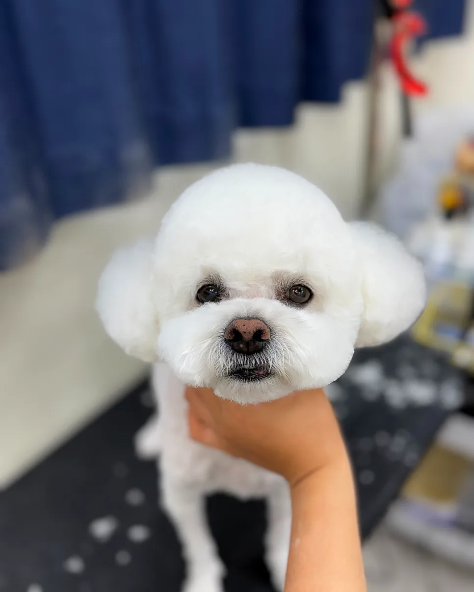 양천구 비숑 6mm 곰돌이컷 미용 후기 및 비용 안내 — 사진 6