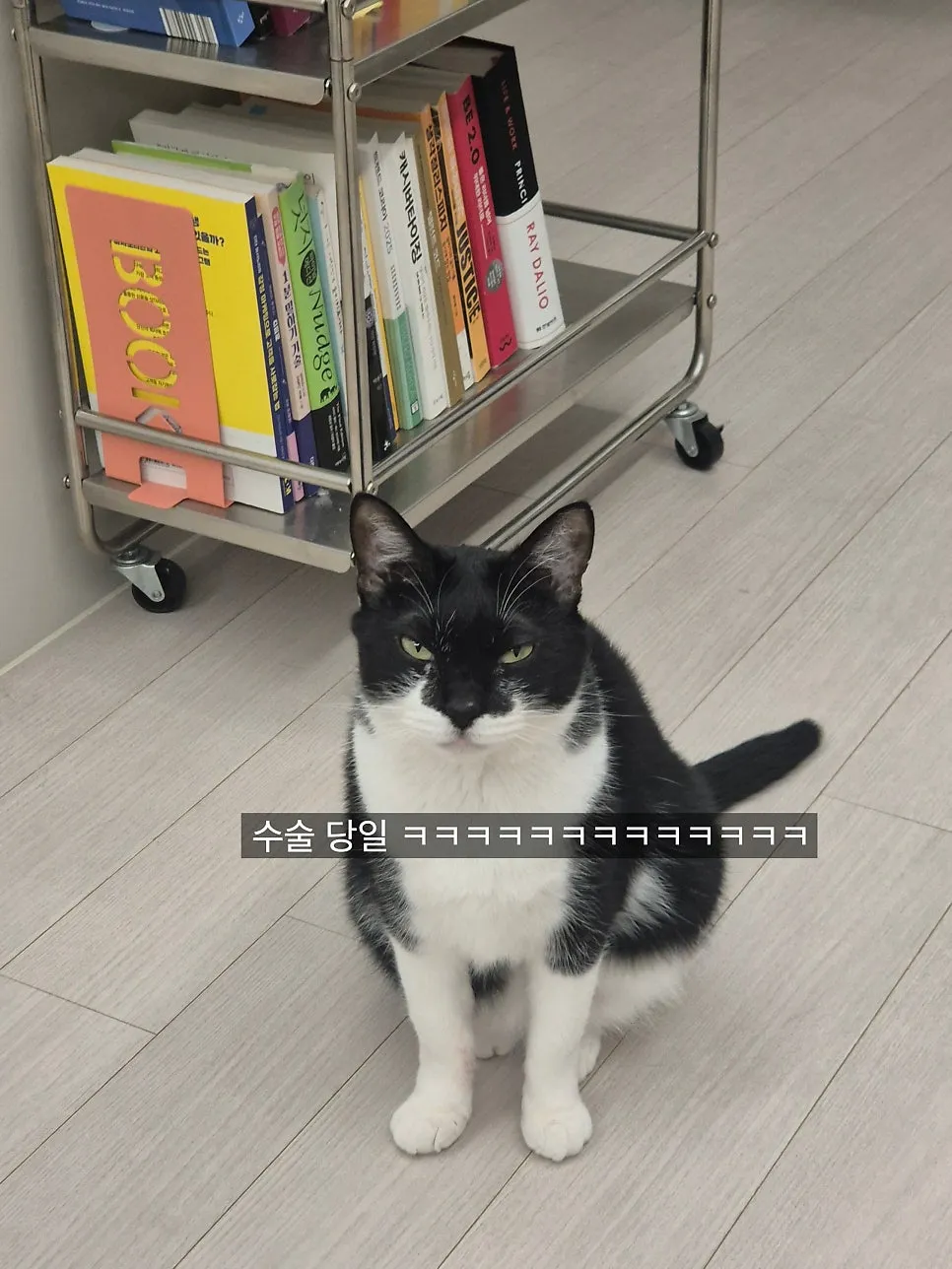 신원당동물병원 고양이 스케일링·발치 비용 및 후기 — 사진 14