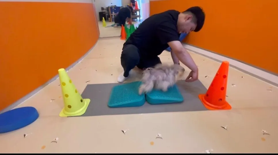 화성 강아지 유치원: 1:1 관리로 안심, 사회성·운동 병행 — 사진 3