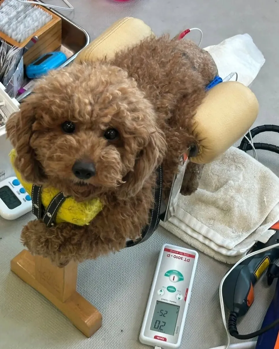 번식장 구조 푸들, 굽은 다리 회복 후 샌프란시스코 입양 후기 — 사진 3