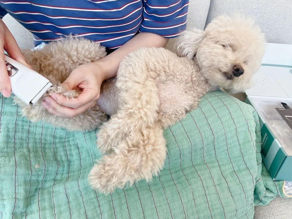 푸들 셀프 미용, 닉센 NX3000 바리깡으로 편안하게! — 사진 4