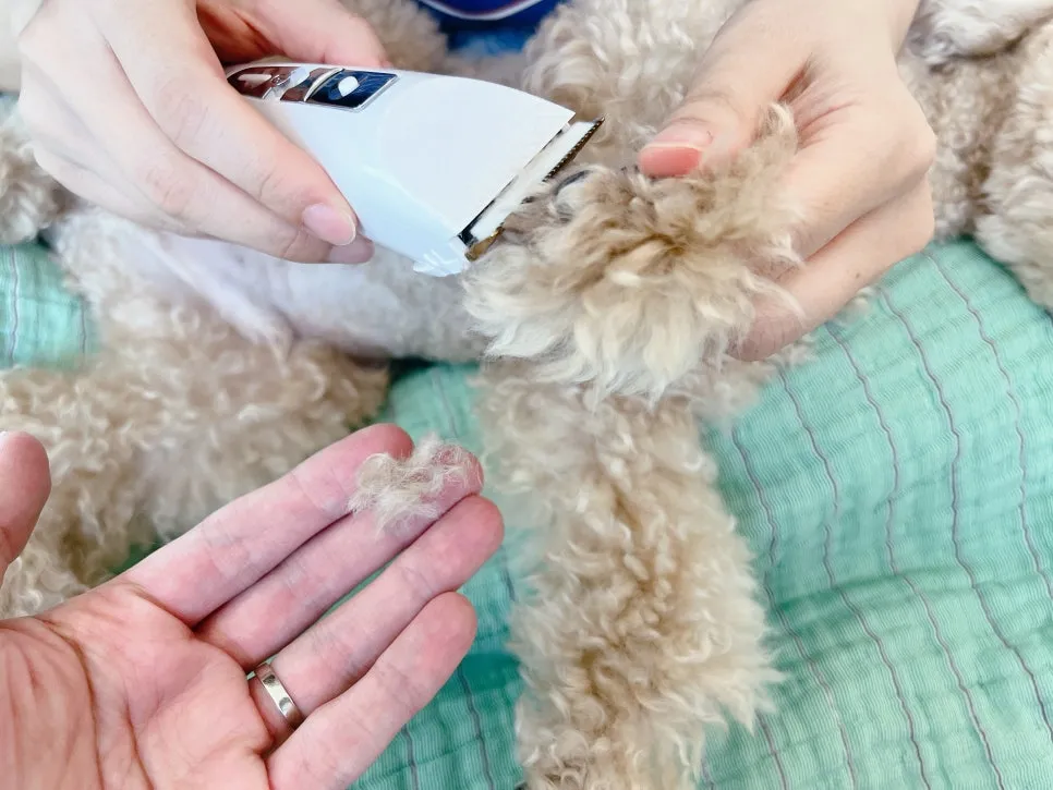 푸들 셀프 미용, 닉센 NX3000 바리깡으로 편안하게! — 사진 7