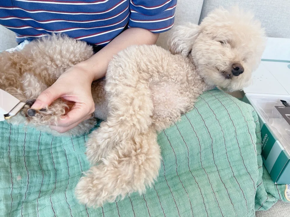 푸들 셀프 미용, 닉센 NX3000 바리깡으로 편안하게! — 사진 11