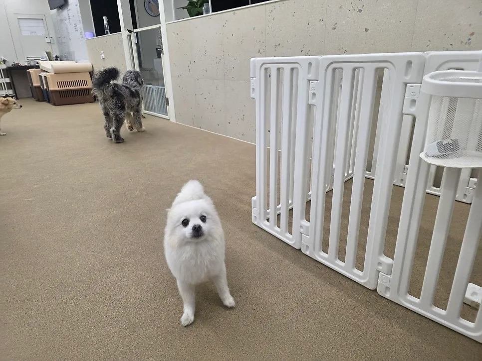 강아지 중성화 수술 비용, 시기, 회복 관리 완벽 가이드 — 사진 7