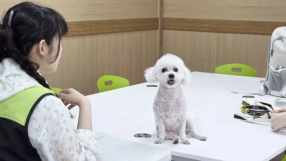 강아지 짖음 행동교정, 아카데미 수강 후기 및 효과 — 사진 5