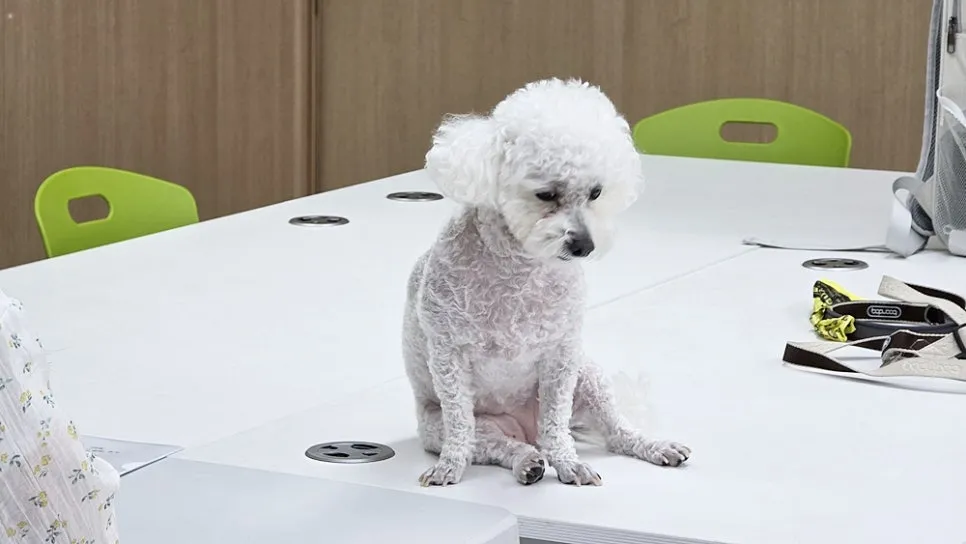 강아지 짖음 행동교정, 아카데미 수강 후기 및 효과 — 사진 6