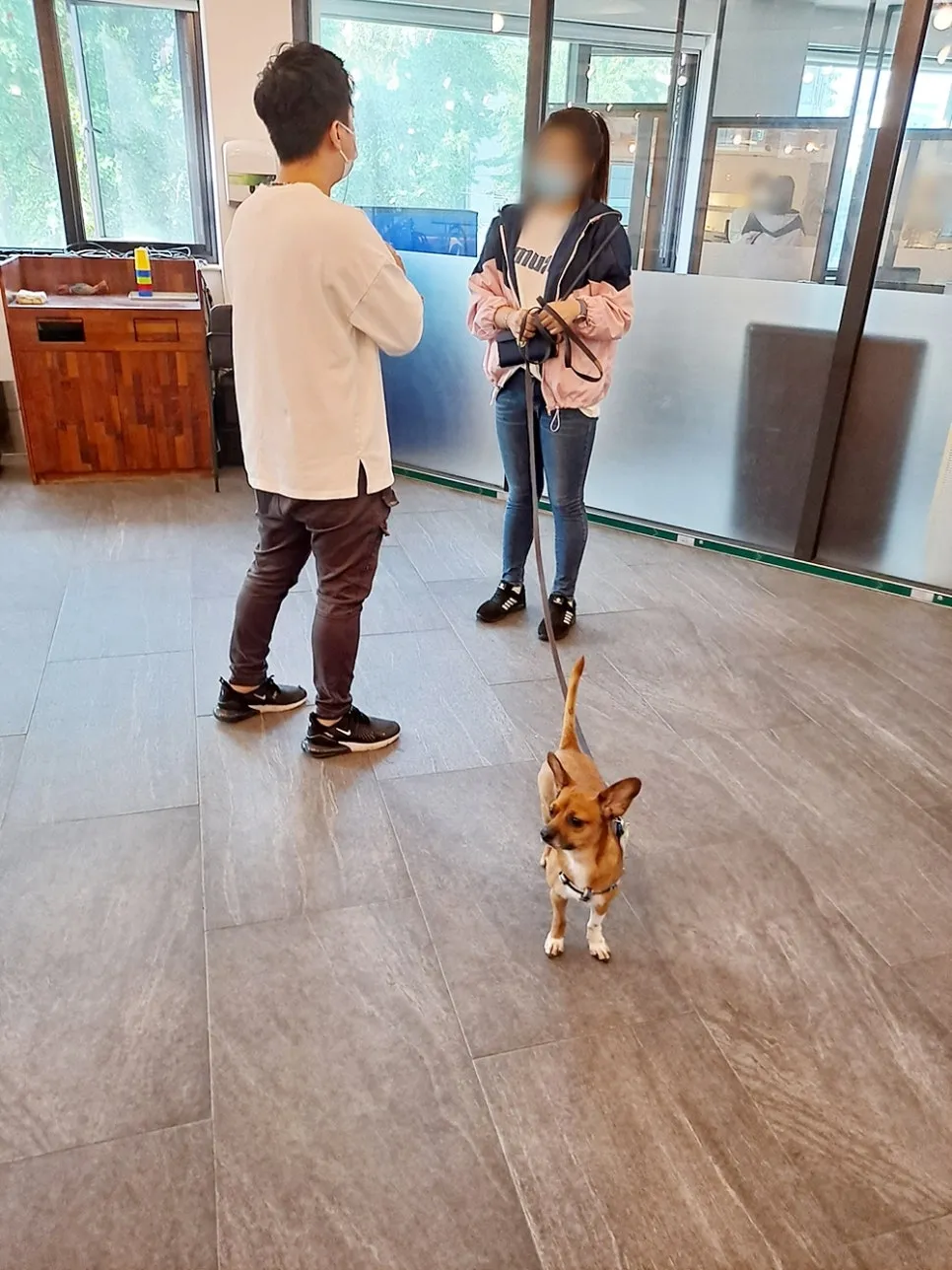 강아지 짖음 행동교정, 아카데미 수강 후기 및 효과 — 사진 7
