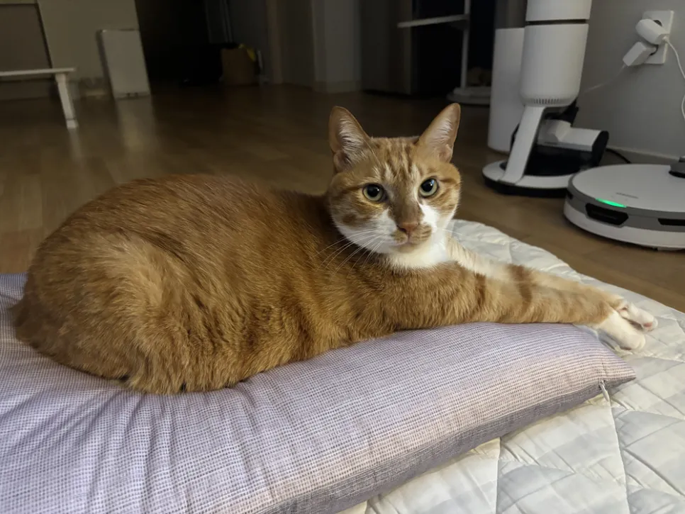 고양이 하부요로계증후군, 오산 24시 고양이 친화병원 진료 후기 — 사진 2
