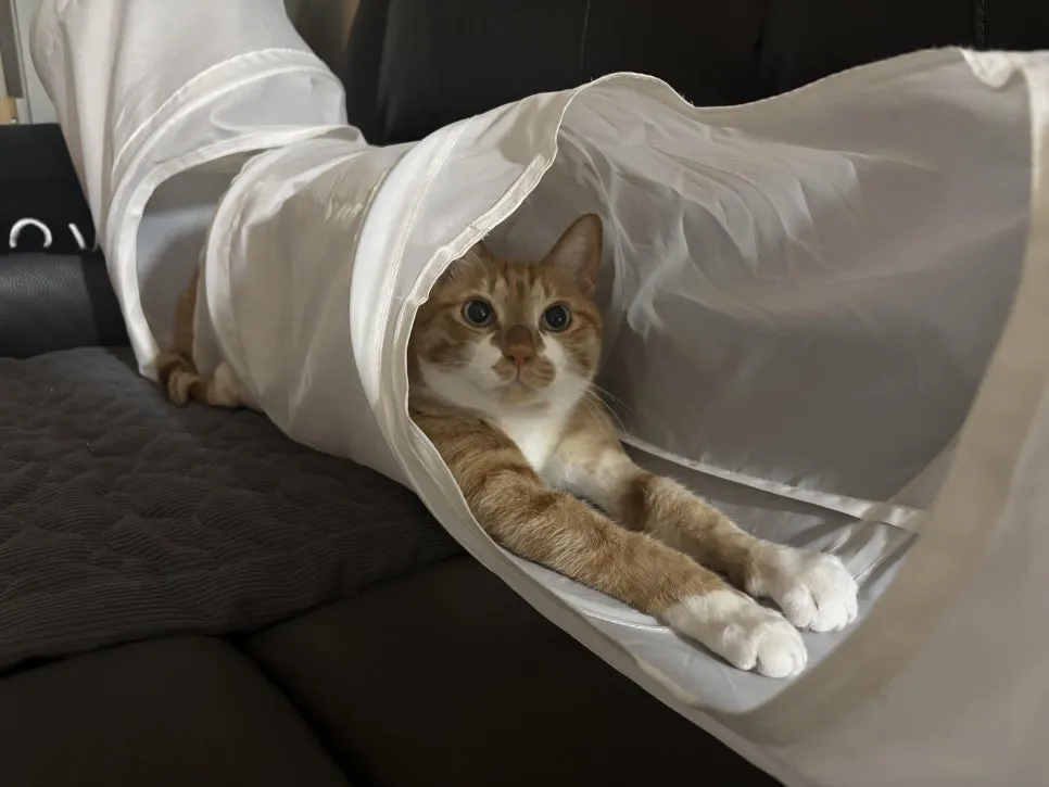 고양이 하부요로계증후군, 오산 24시 고양이 친화병원 진료 후기 — 사진 6