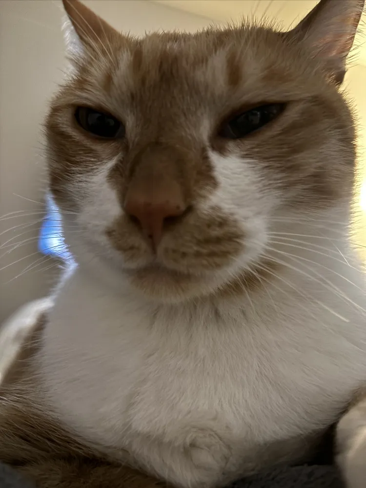 고양이 하부요로계증후군, 오산 24시 고양이 친화병원 진료 후기 — 사진 9