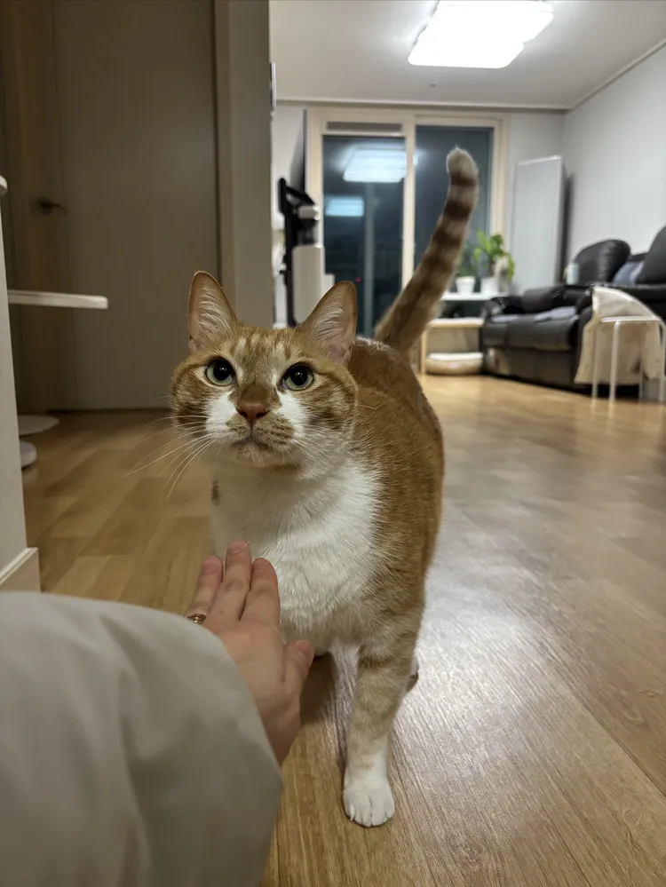 고양이 하부요로계증후군, 오산 24시 고양이 친화병원 진료 후기 — 사진 11