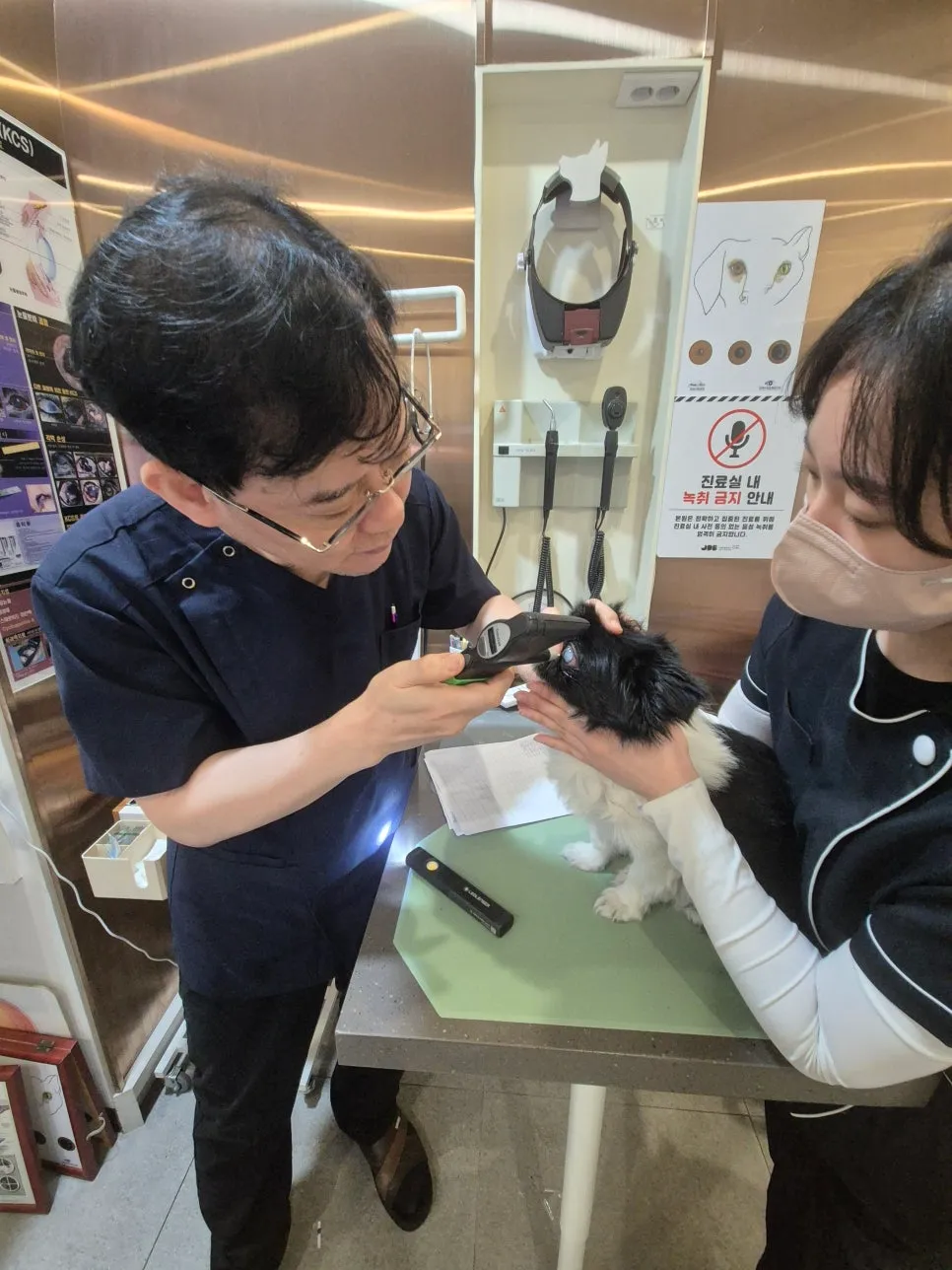 부산 강아지 망막박리 수술, 지동범동물병원 비용과 후기 — 사진 8