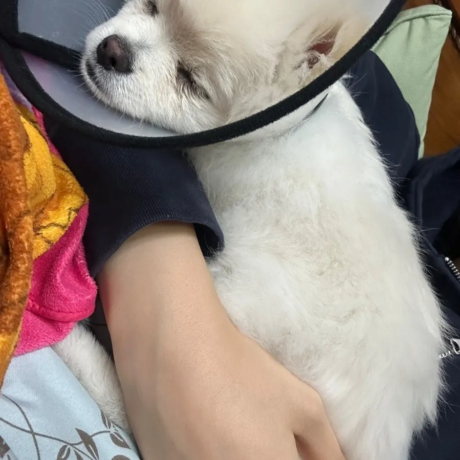 포메라니안 중성화 수술 후기: 1~2일차 회복 과정 및 비용 — 사진 2