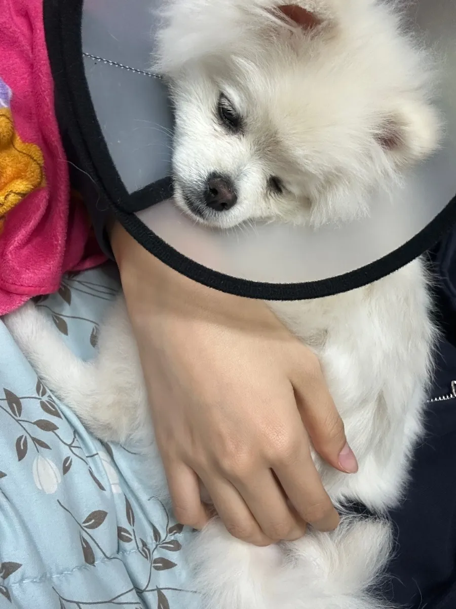 포메라니안 중성화 수술 후기: 1~2일차 회복 과정 및 비용 — 사진 3