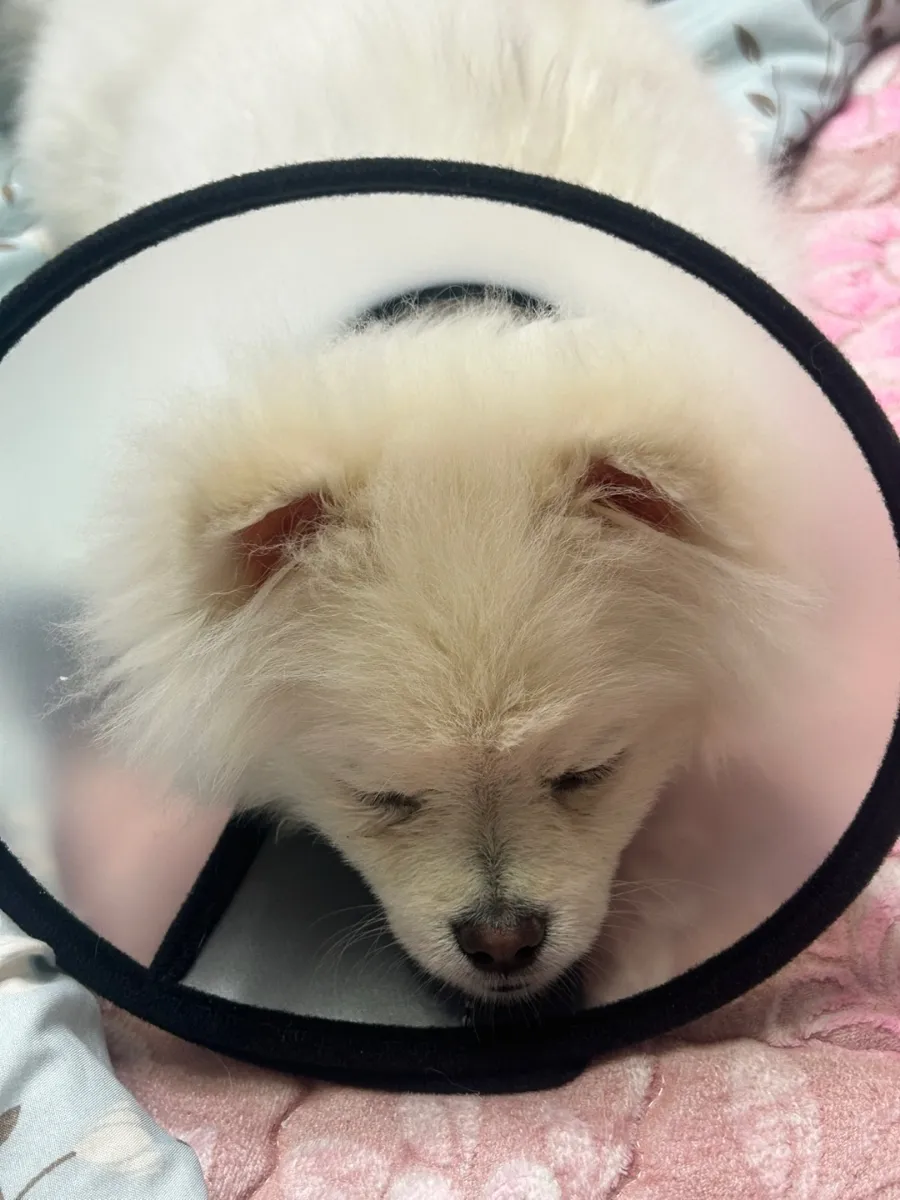포메라니안 중성화 수술 후기: 1~2일차 회복 과정 및 비용 — 사진 4