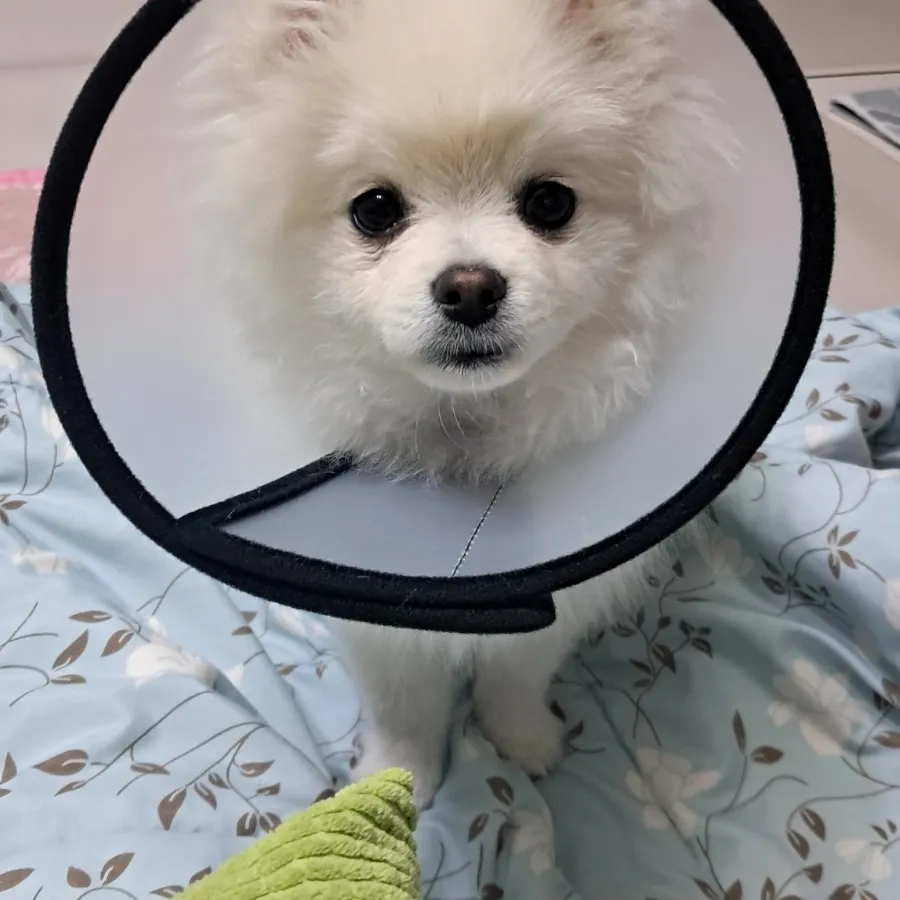 포메라니안 중성화 수술 후기: 1~2일차 회복 과정 및 비용 — 사진 5
