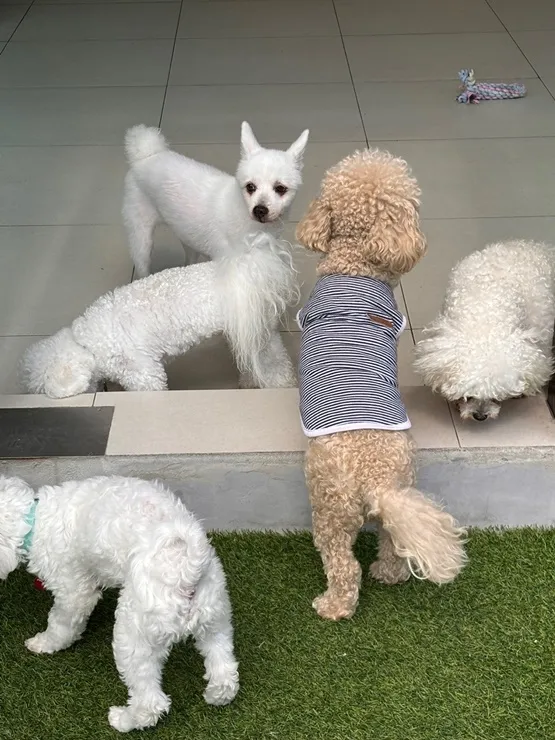 해운대 강아지 유치원: 첫 등원 성공 후기 및 프로그램 — 사진 5