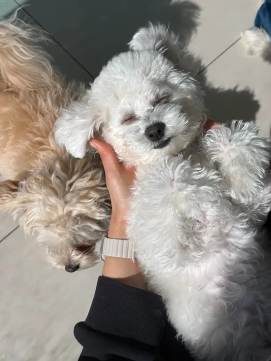 해운대 강아지 유치원: 첫 등원 성공 후기 및 프로그램 — 사진 8
