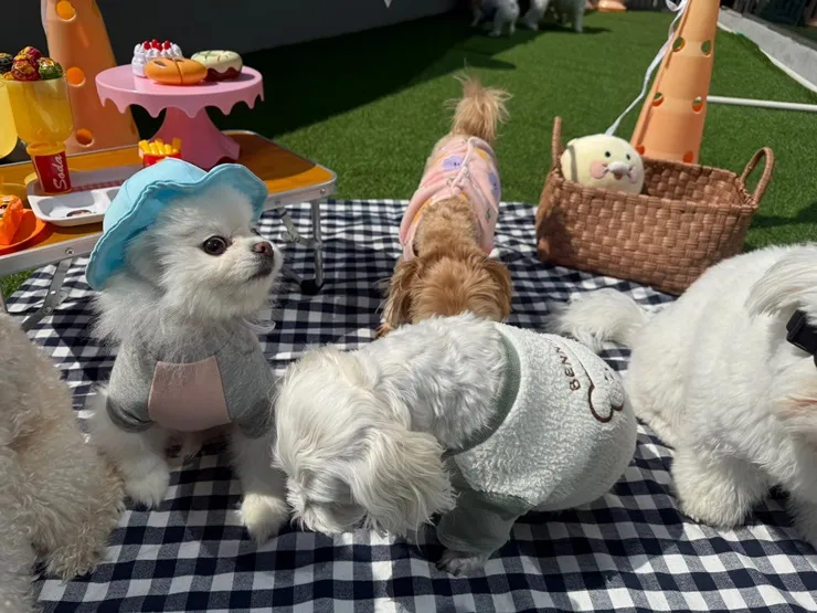 해운대 강아지 유치원: 첫 등원 성공 후기 및 프로그램 — 사진 12