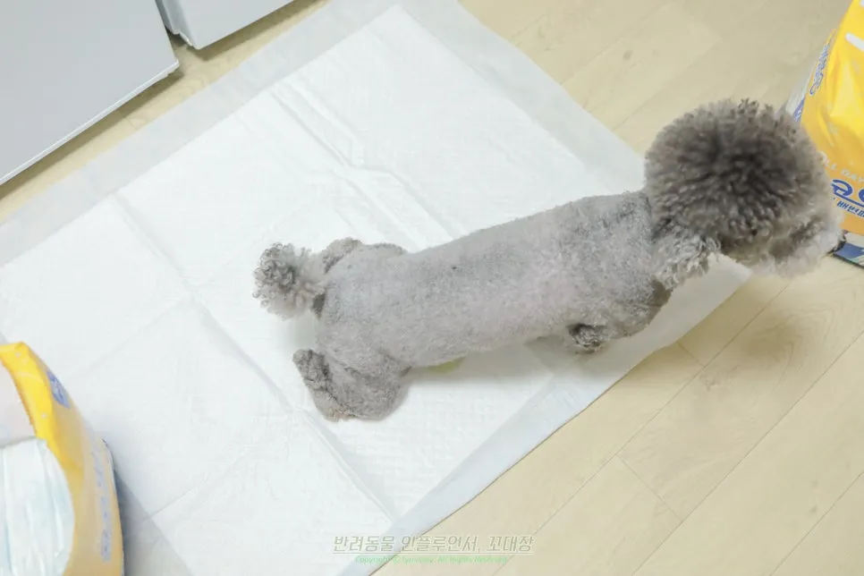 코코뽀숑 배변패드, 하루 한 장으로 냄새·흡수력 잡는 비결 — 사진 7