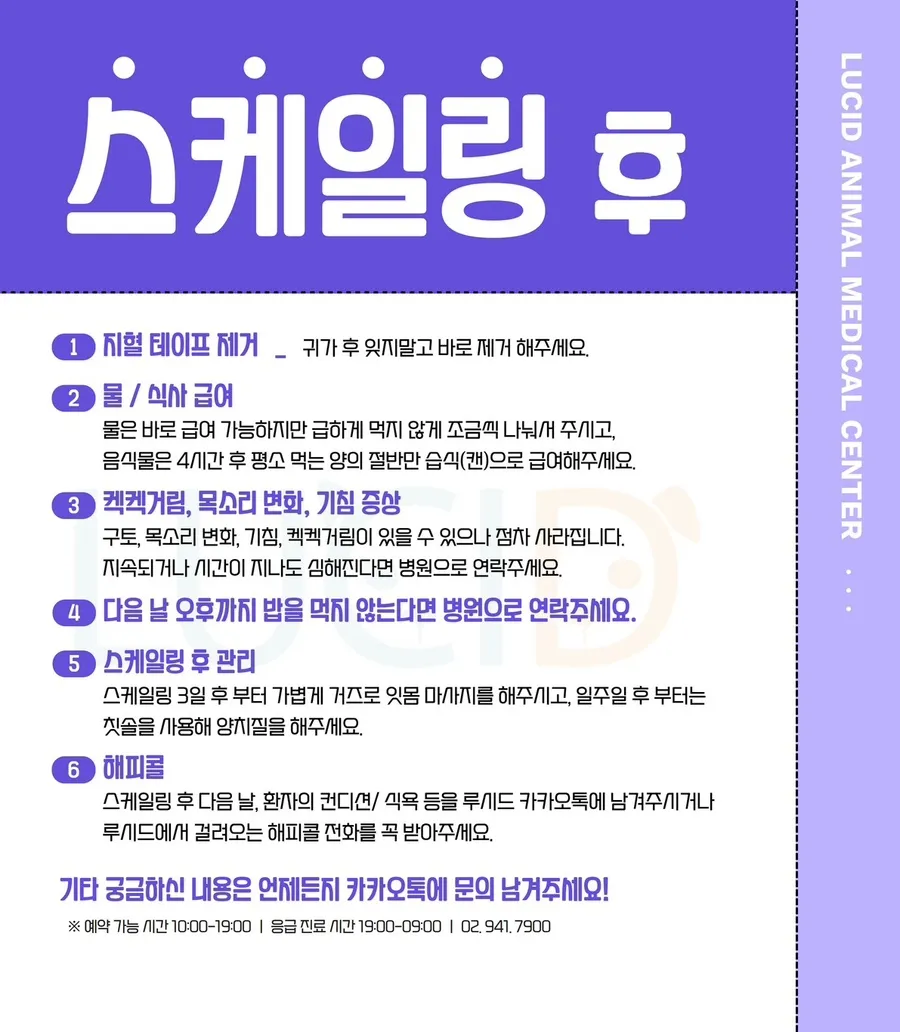 포메라니안 강아지 스케일링, 발치 비용 및 후기 (루시드동물병원) — 사진 4