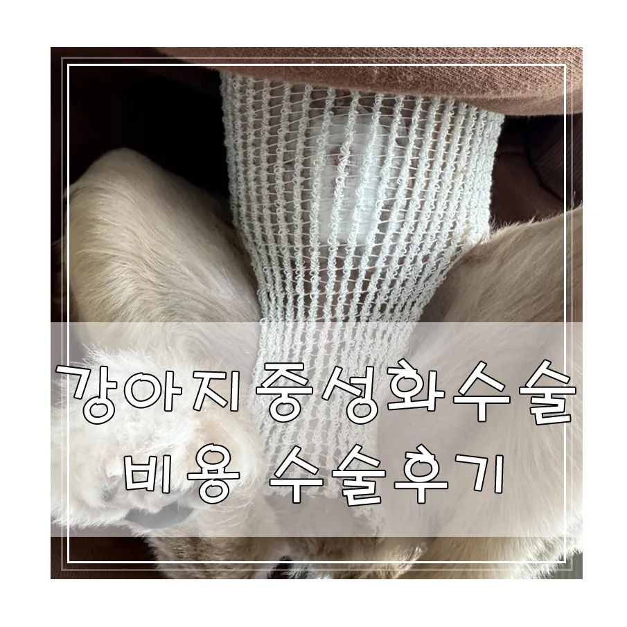 김해 강아지 중성화 수술 시기, 비용 및 후기 안내