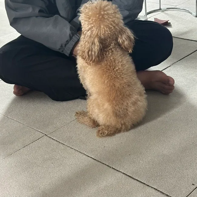 토이푸들 입양 후기: 사료 추천 및 건강 관리 팁