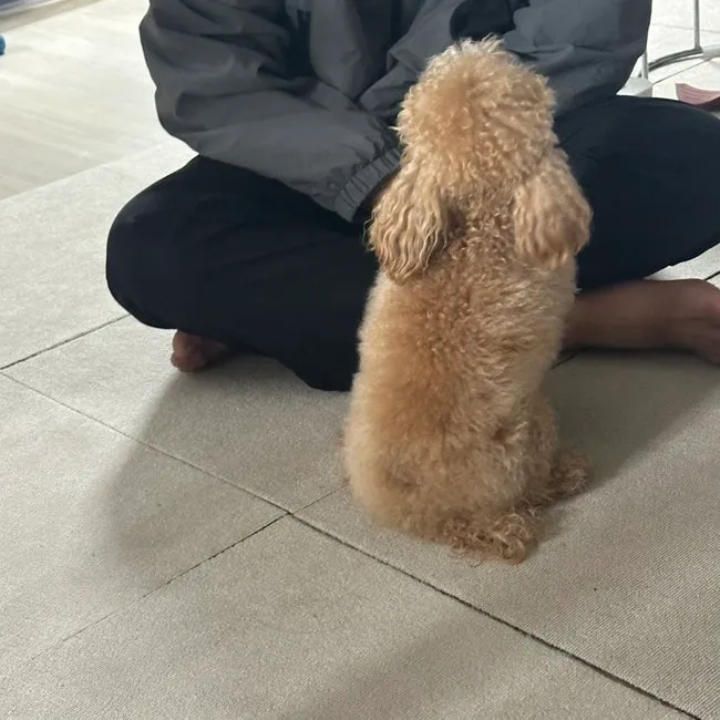 토이푸들 입양 후기: 사료 추천 및 건강 관리 팁 — 사진 2
