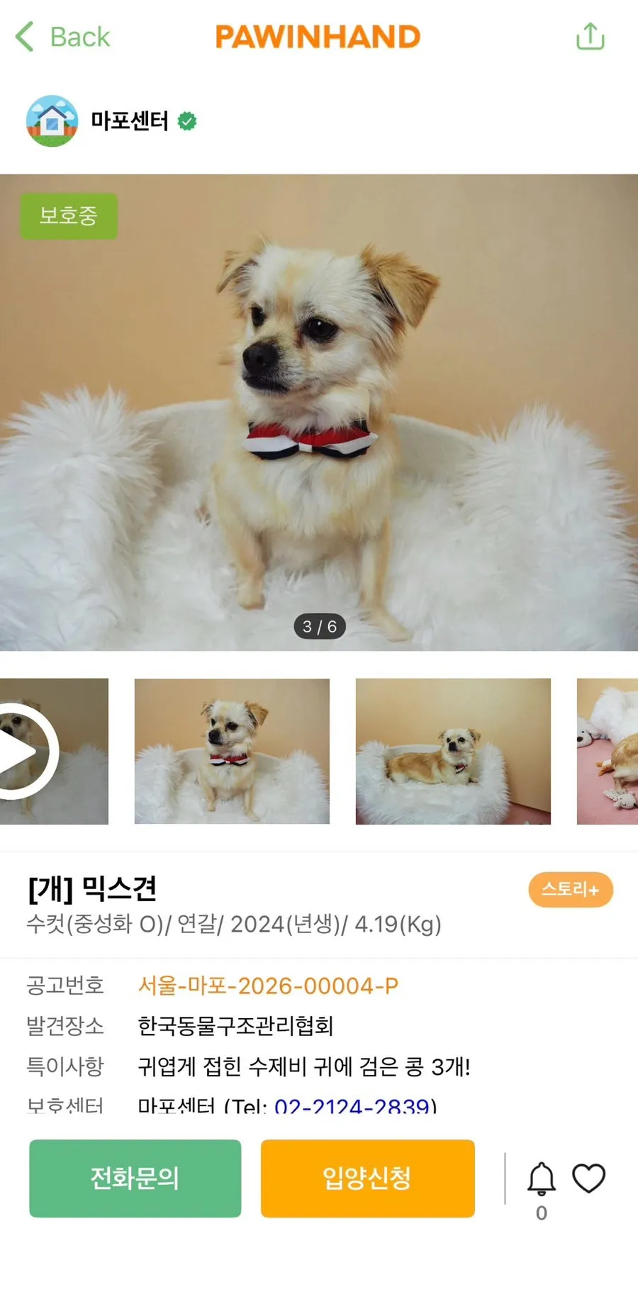 포인핸드 유기견 입양 후기: 믹스견 '뚱이' 입양 과정 총정리