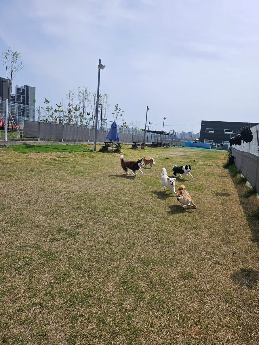 오산 애견호텔 온독, 천연잔디 운동장 호텔링 후기 — 사진 10