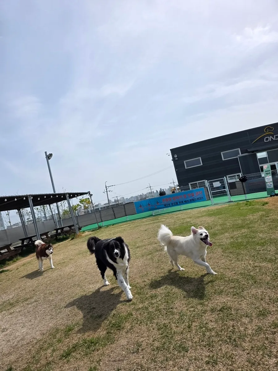 오산 애견호텔 온독, 천연잔디 운동장 호텔링 후기 — 사진 13